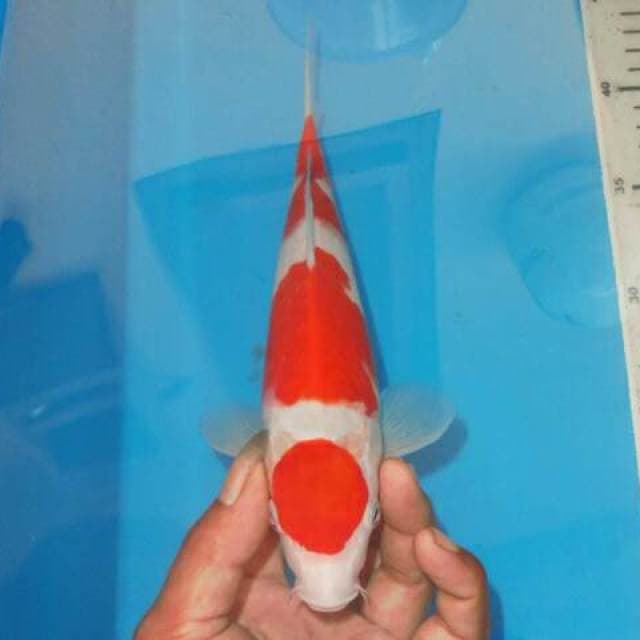 KOHAKU