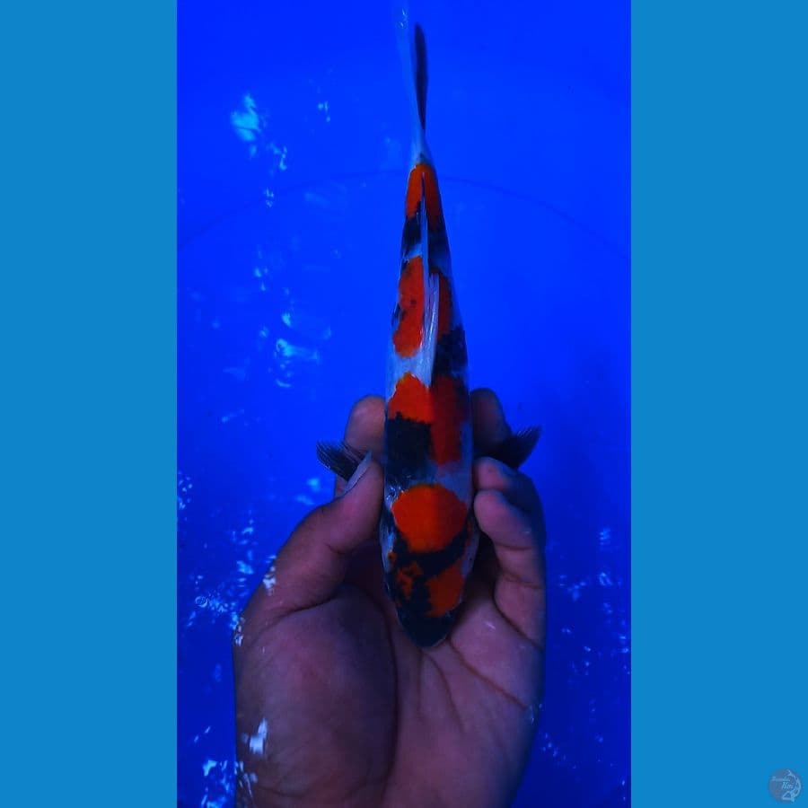 sq showa sanshoku 25cm redy show