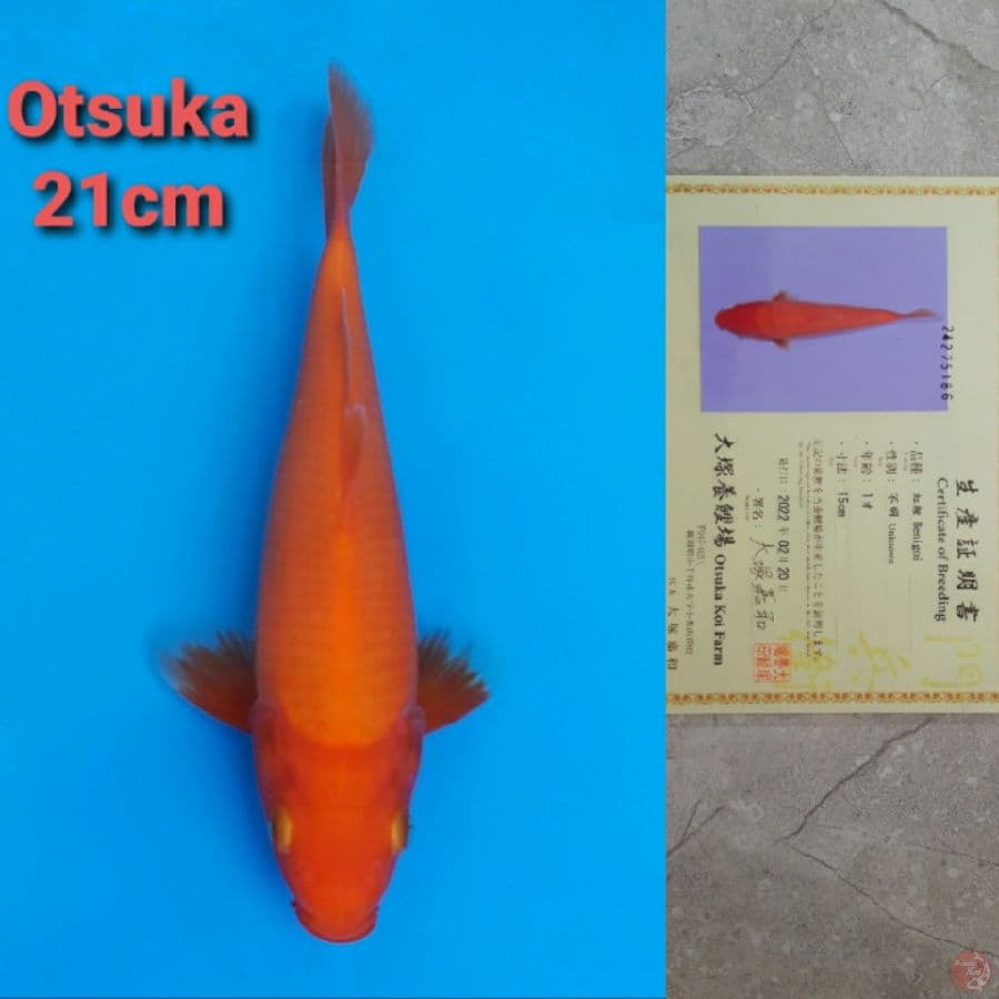 OTSUKA BENIGOI 21CM