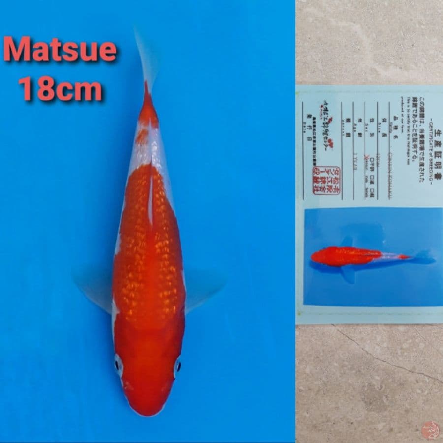 MATSUE KOHAKU GINRIN 18CM