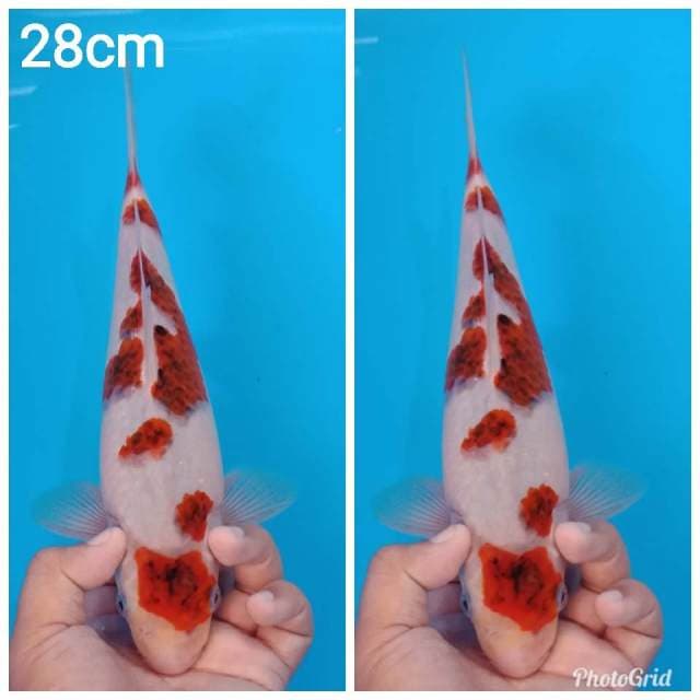 Maruten ai goromo calon jumbo 