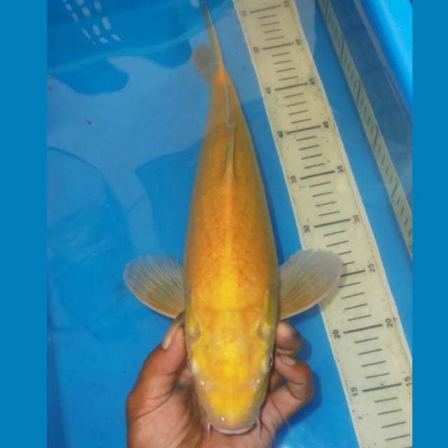KARASHI JINAK