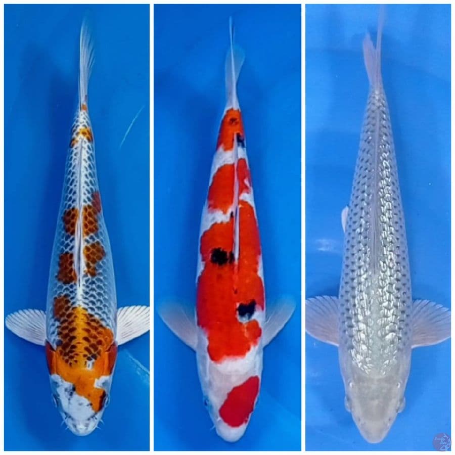 30-31-32 cm mik