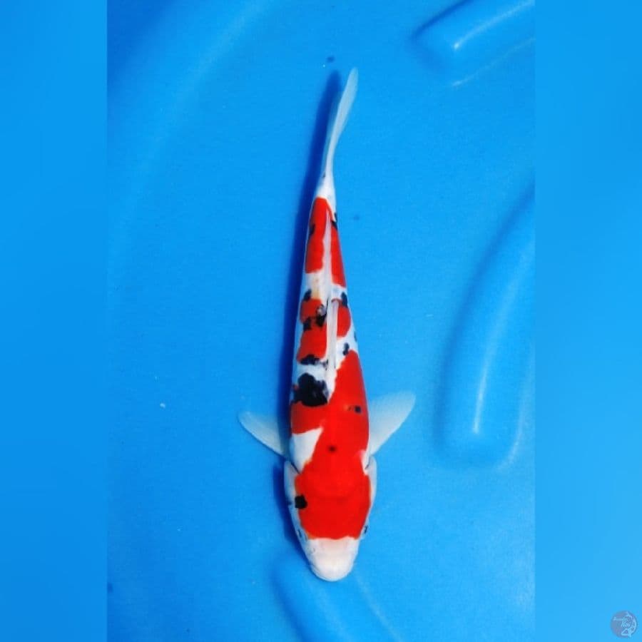 Doitsu Sanke Sq 26cm