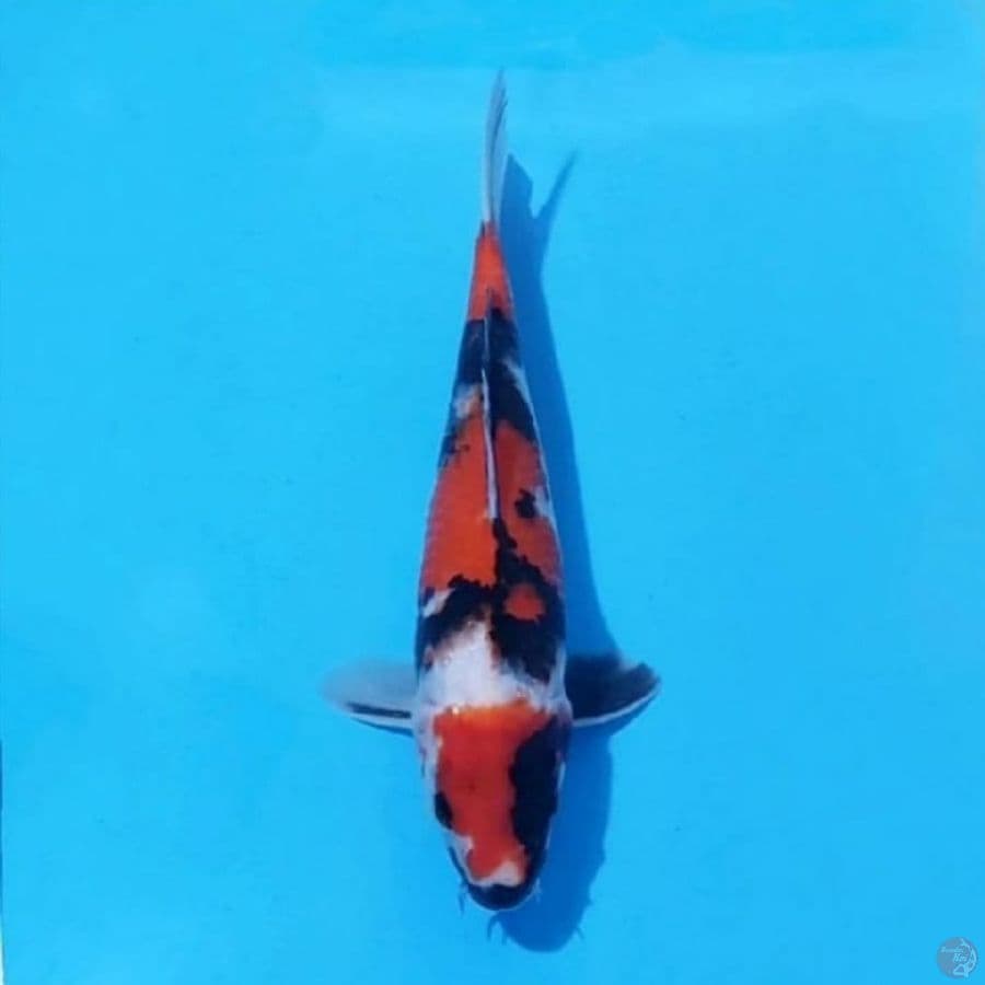 3. SHOWA SANSHOKU 26CM FEMALE 