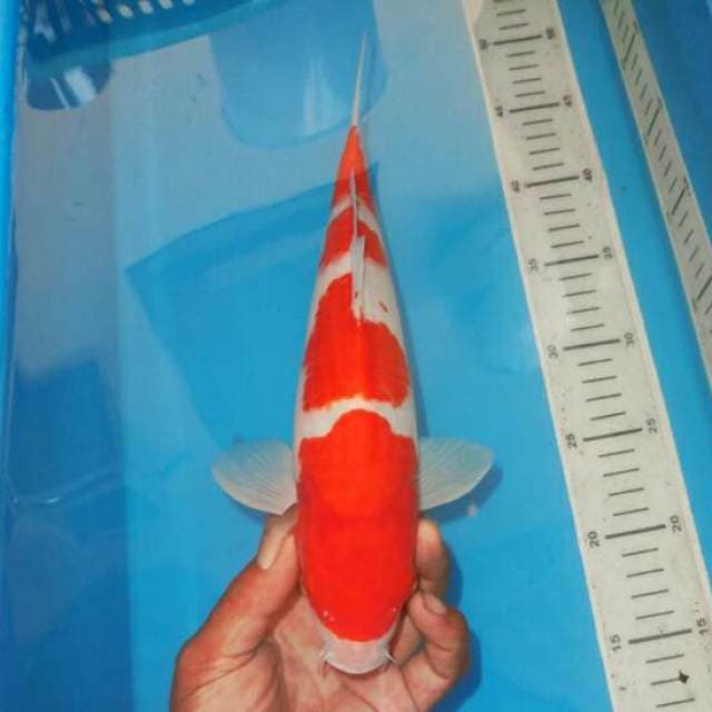 KOHAKU 4step