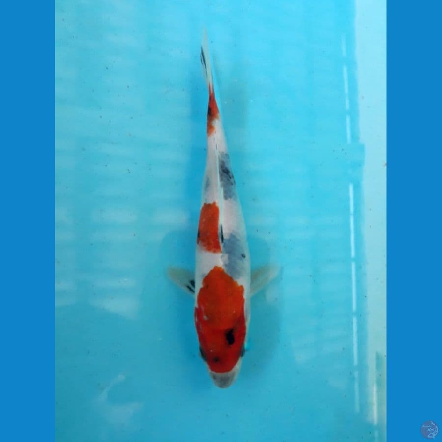 uzumaki tategoi showa 15 cm 