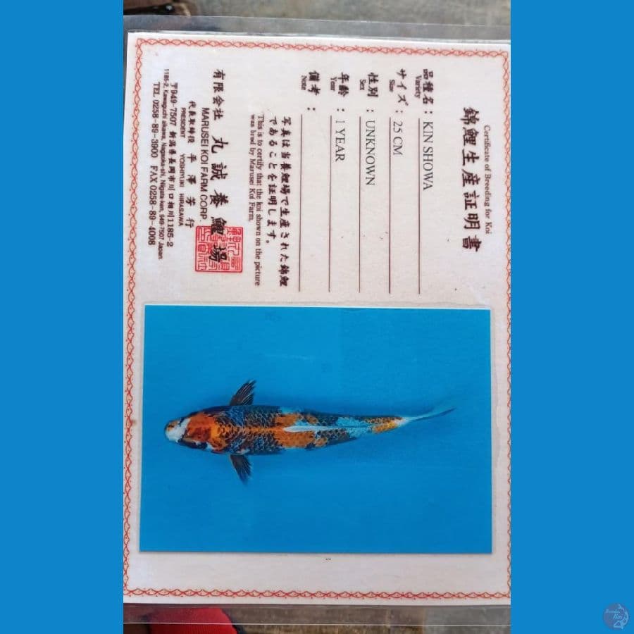 Marusei Kin Showa Sz 37cm