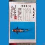 Marusei Kin Showa Sz 37cm