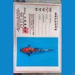 Marusei Kin Showa Sz 39cm