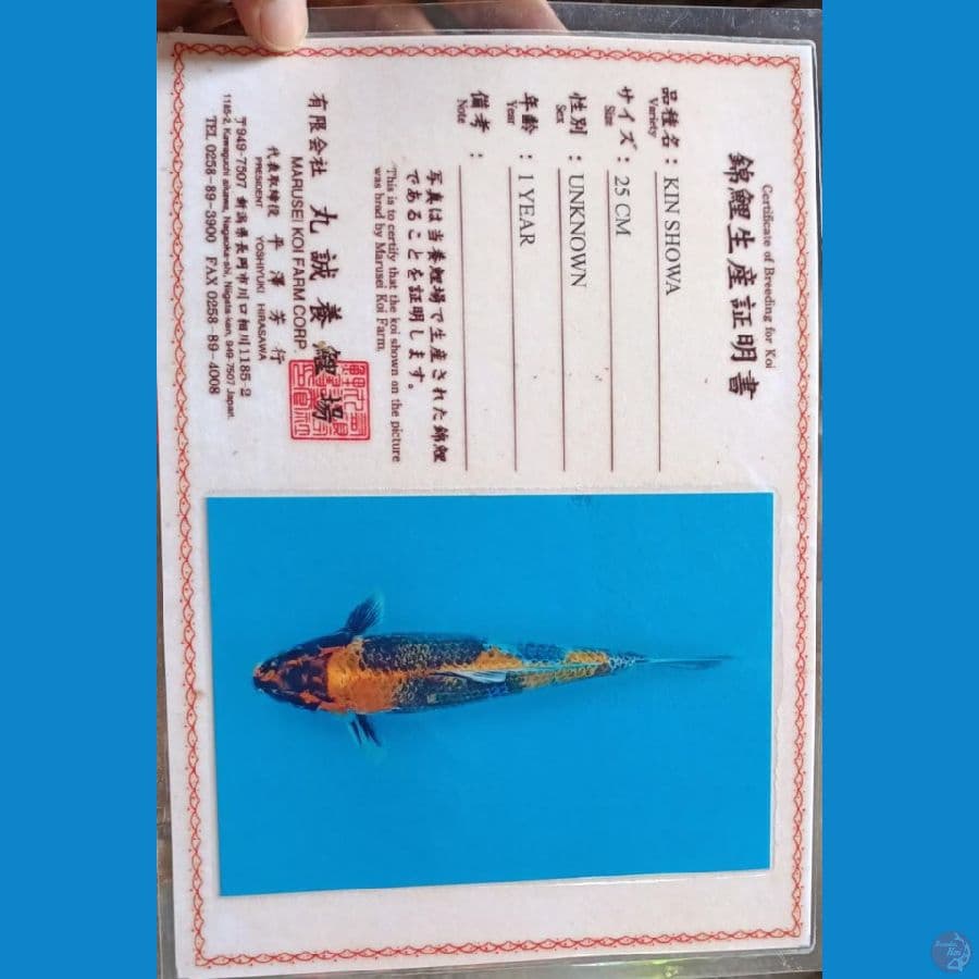 Marusei Kin Showa Sz 37cm
