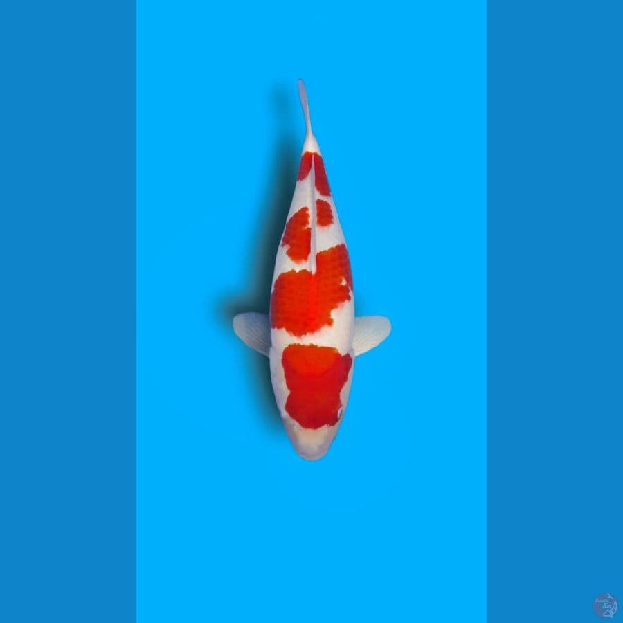 A01. Kohaku original