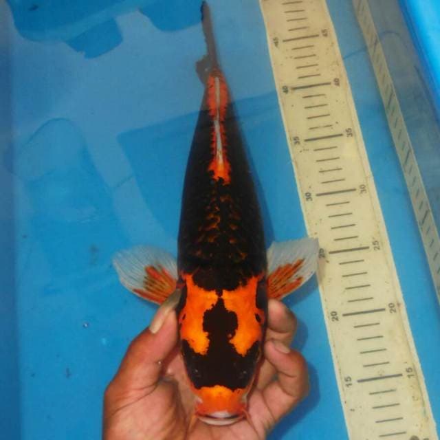 KIN KABUTO BONSOR