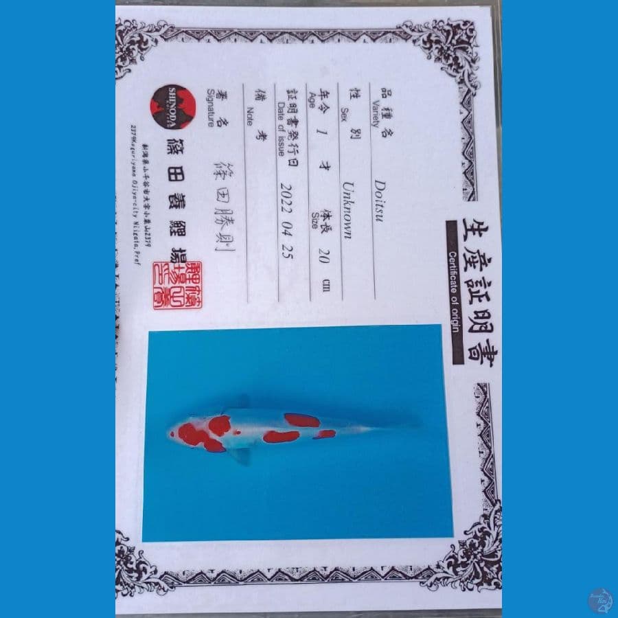 Sinoda Kohaku Doitsu Sz 25cm