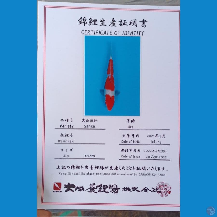 Dainichi Sanke Sz 25cm
