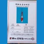Dainichi Kohaku Sz 26cm