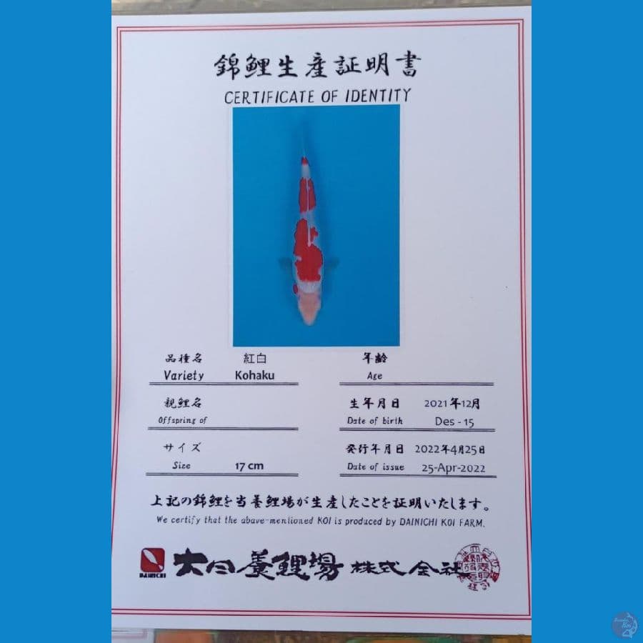 Dainichi Kohaku Sz 24cm