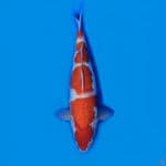 Kohaku mantep 36cm/fm