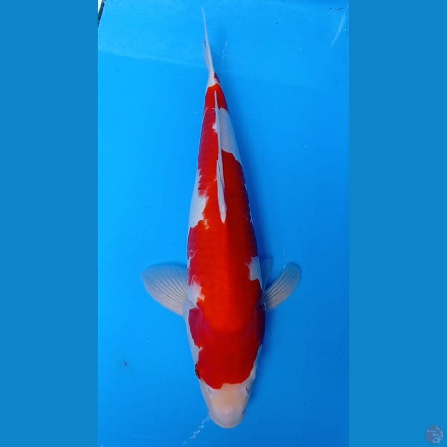 Kohaku