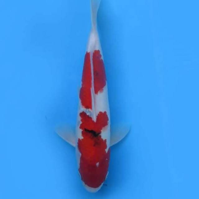 Sanke 32 cm