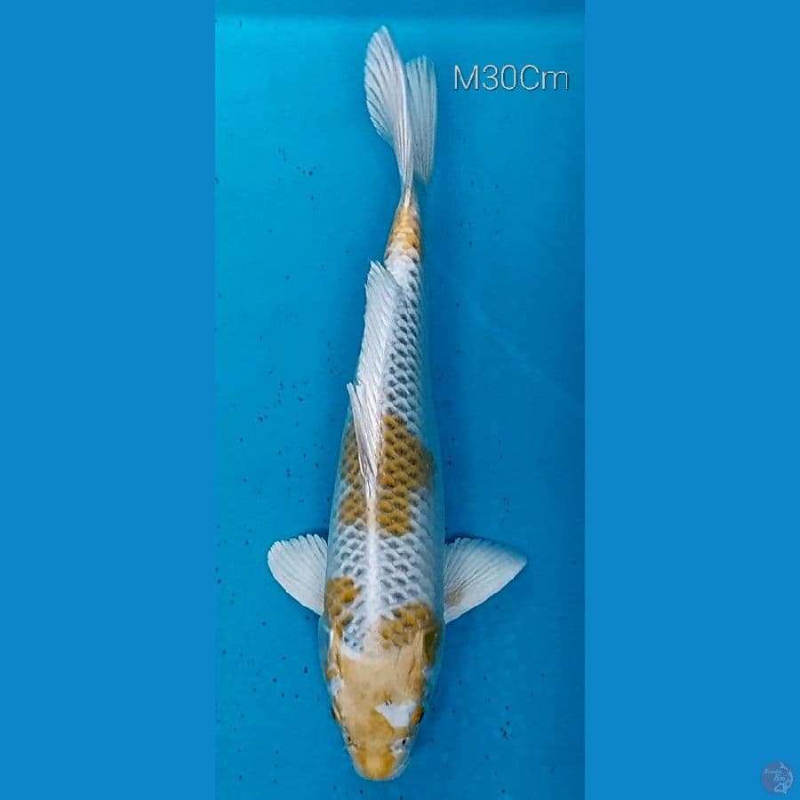 Kujaku Kirin M30Cm