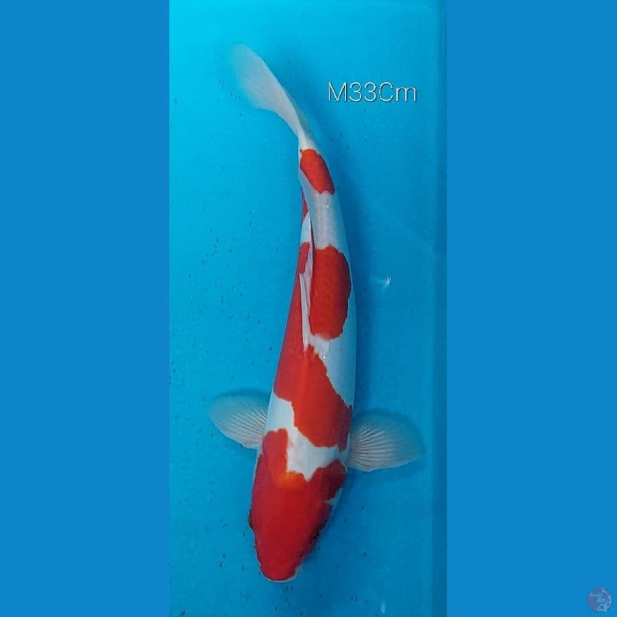 Kohaku Doits M33Cm