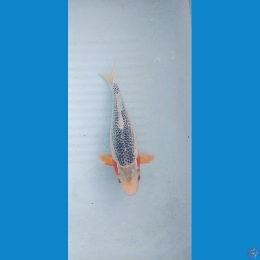 asnawi koi