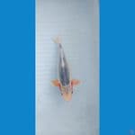 asnawi koi