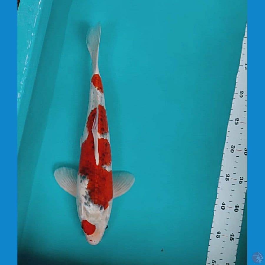 goshiki 35cm