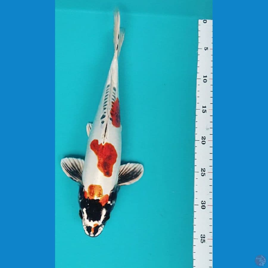 kiko strong 33cm male
