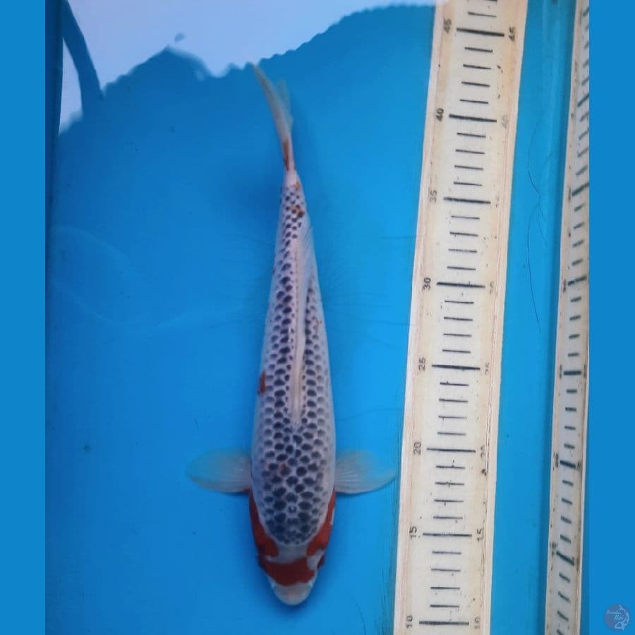 Asagi 29cm Male