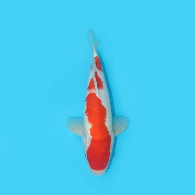 KOHAKU 34 CM