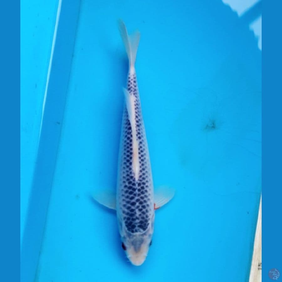 Asagi 23cm Male