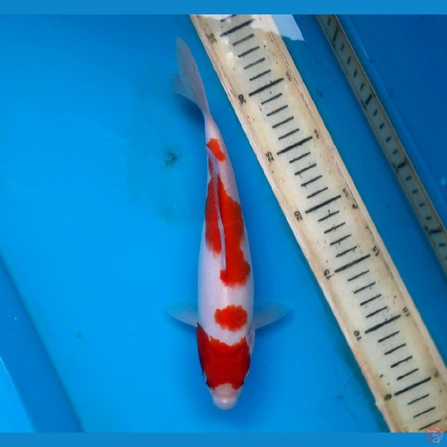 Kohaku 25cm Female