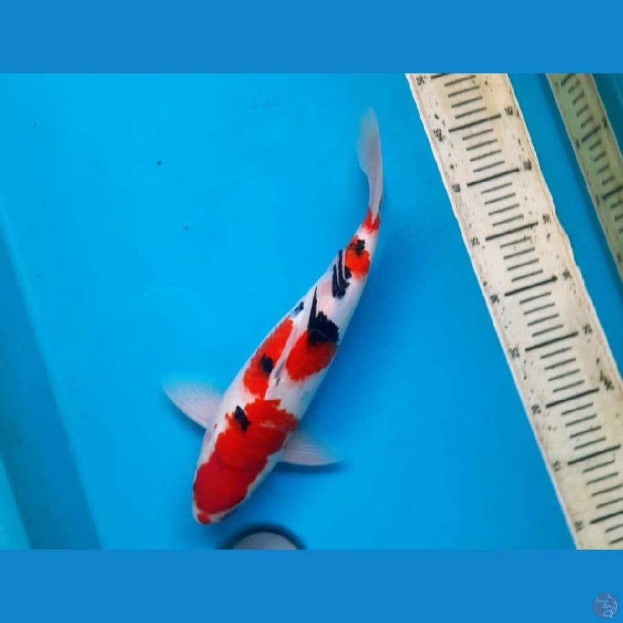 Sanke 36cm Male