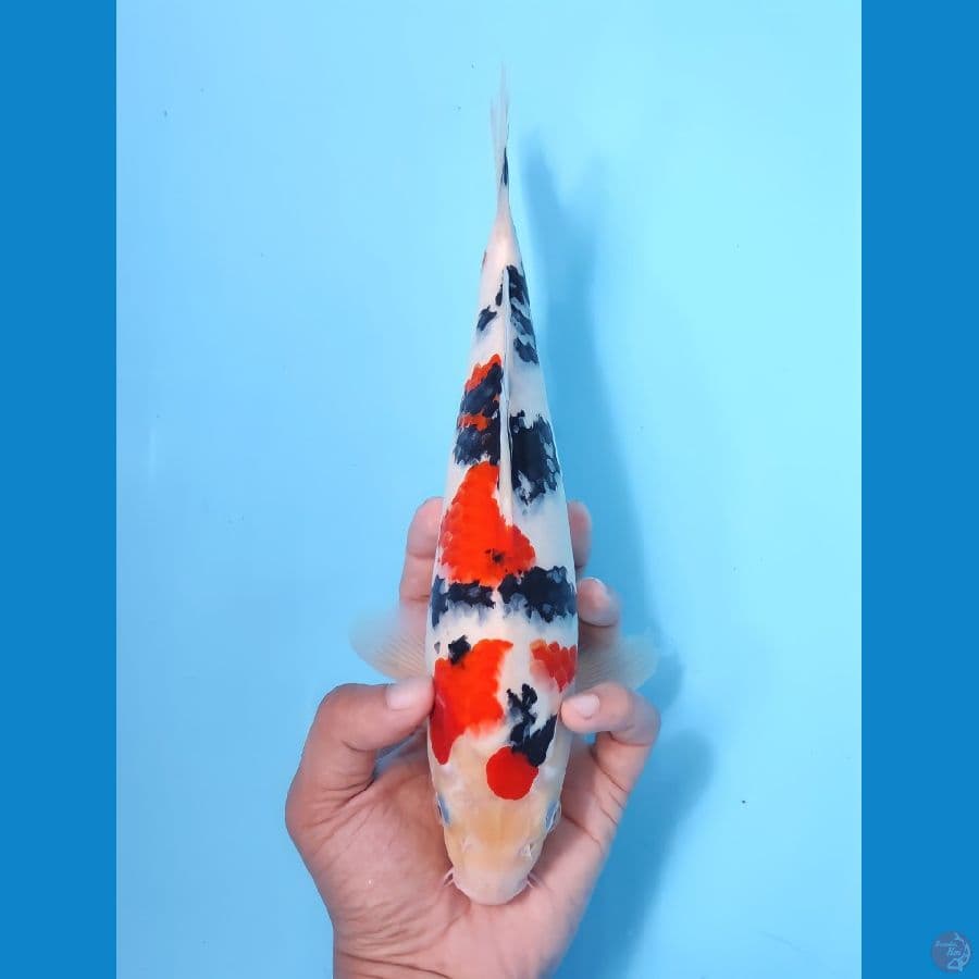 SANKE 27CM - MALE
