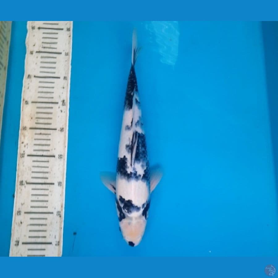 Shiro 37cm Male
