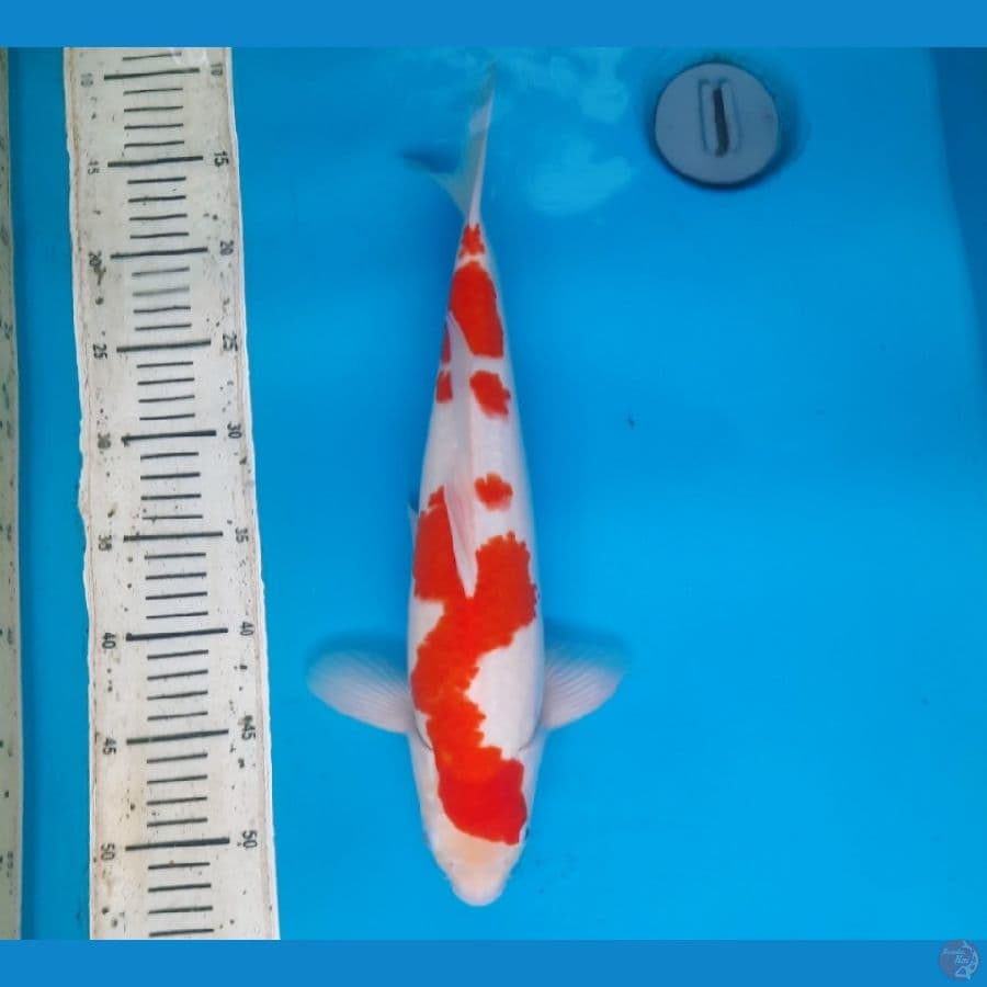Kohaku 39cm Male