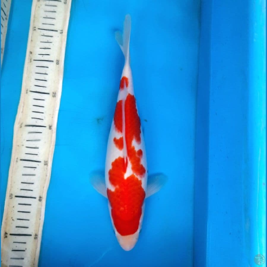 Kohaku 31cm Female