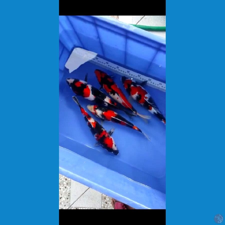 showa 30-32cm