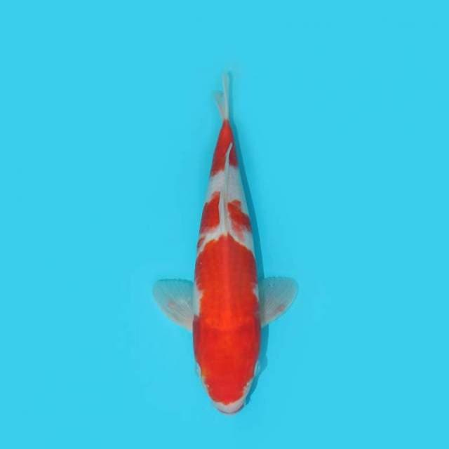 KOHAKU 30 CM