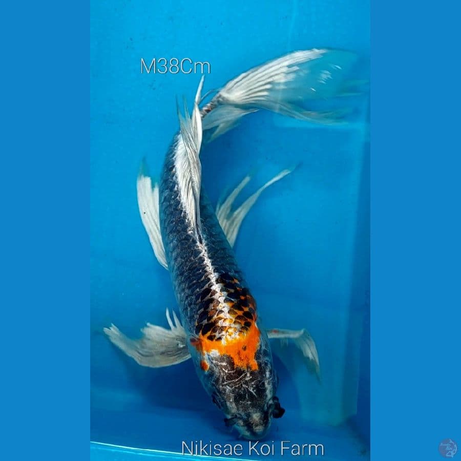 Bt'fly Kujaku M38Cm