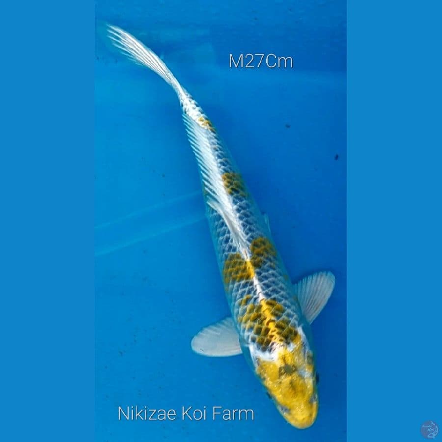 Kujaku Kirin M27Cm