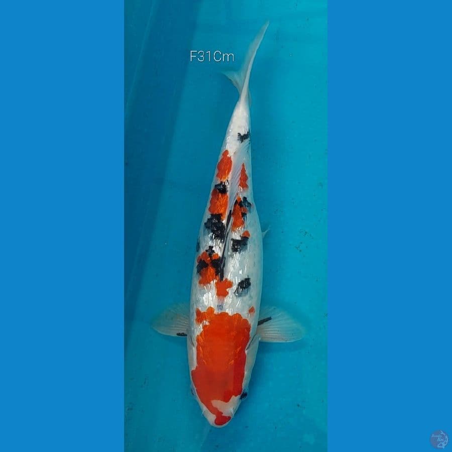 Sanke Ginrin F31Cm