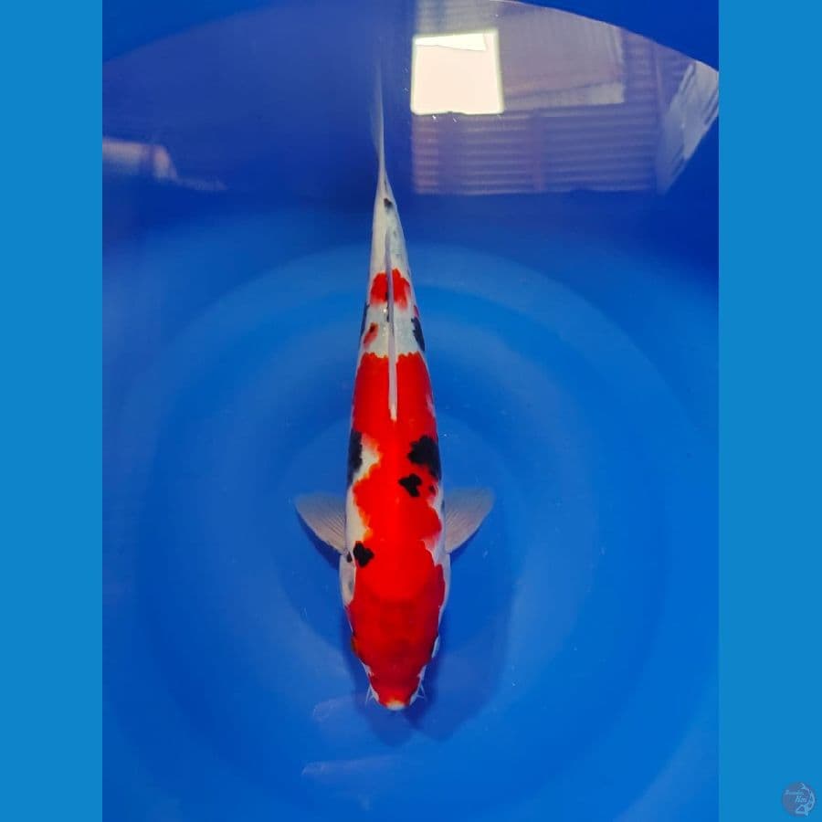 showa male 30cm