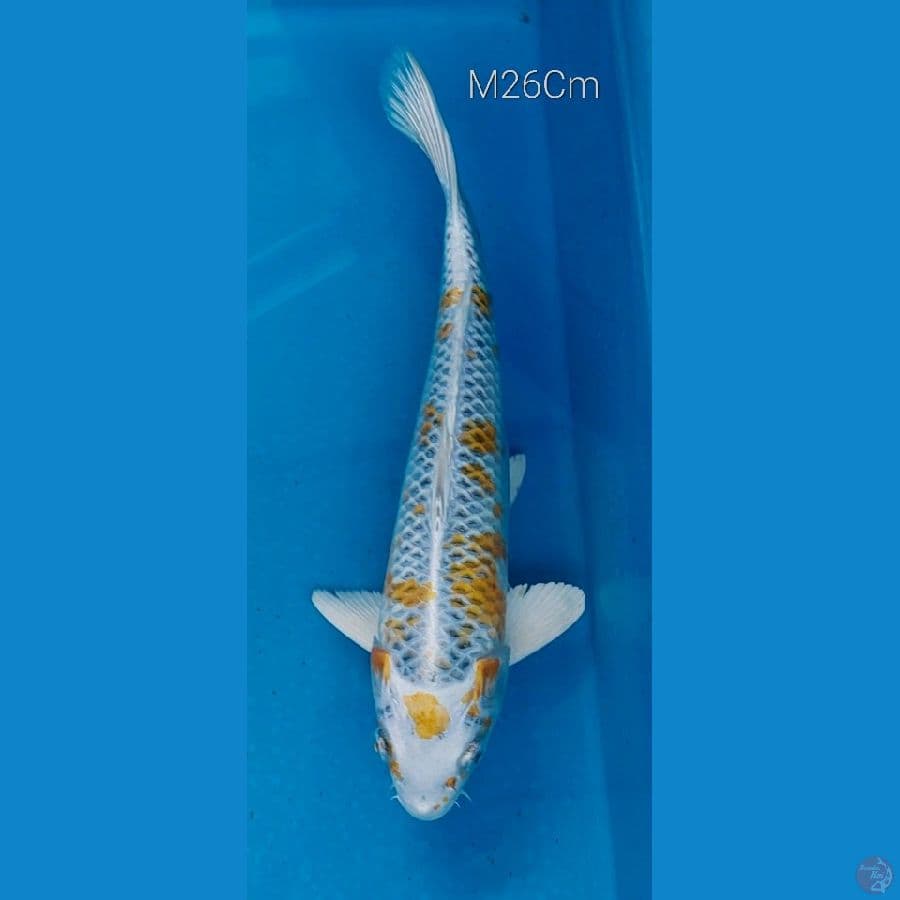Kujaku Kirin M26Cm