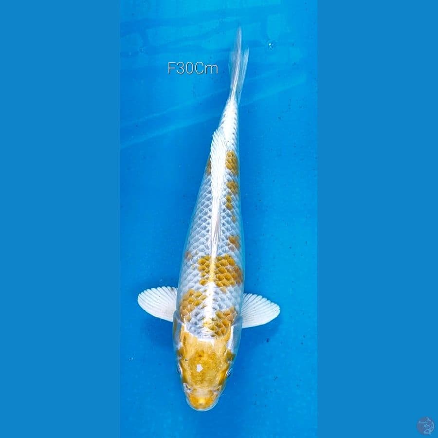 Kujaku Kirin F30Cm