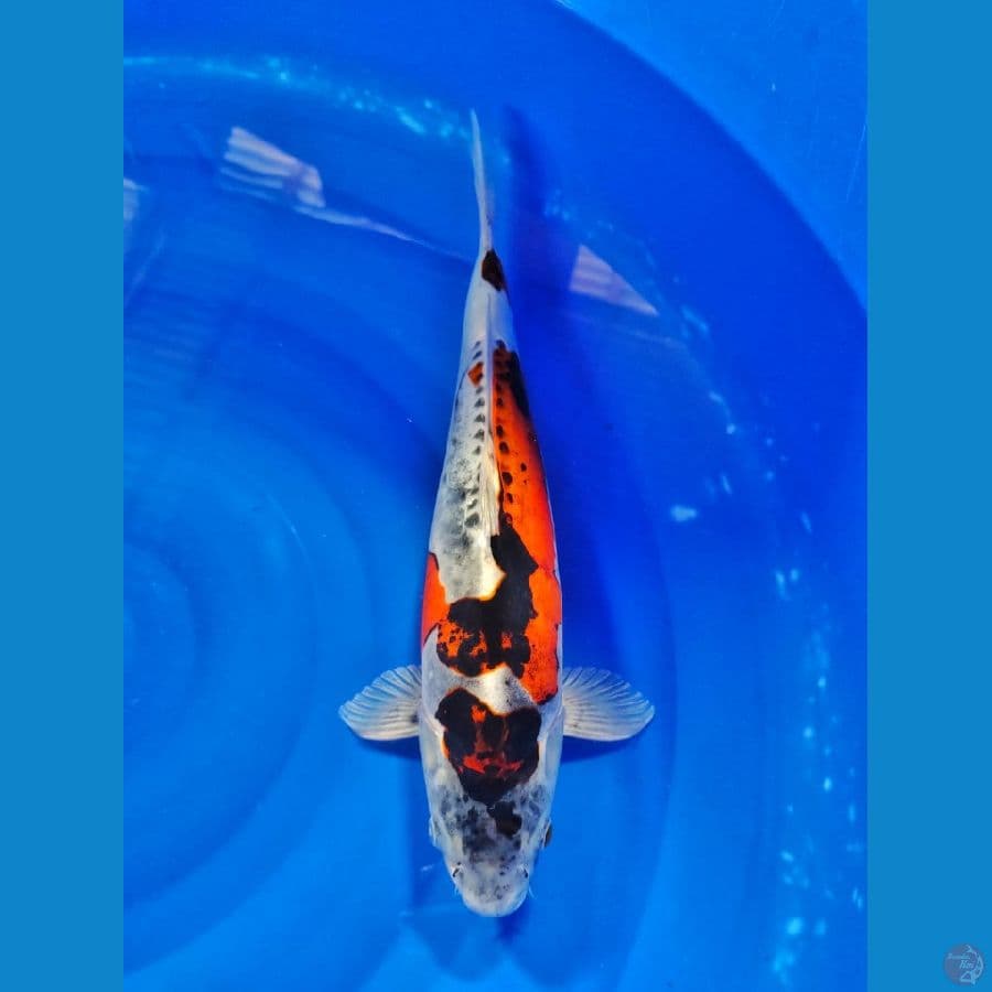 kikoryu 42cm