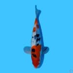 SANKE 33CM - FEMALE