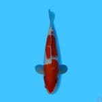 KOHAKU 33CM - FEMALE